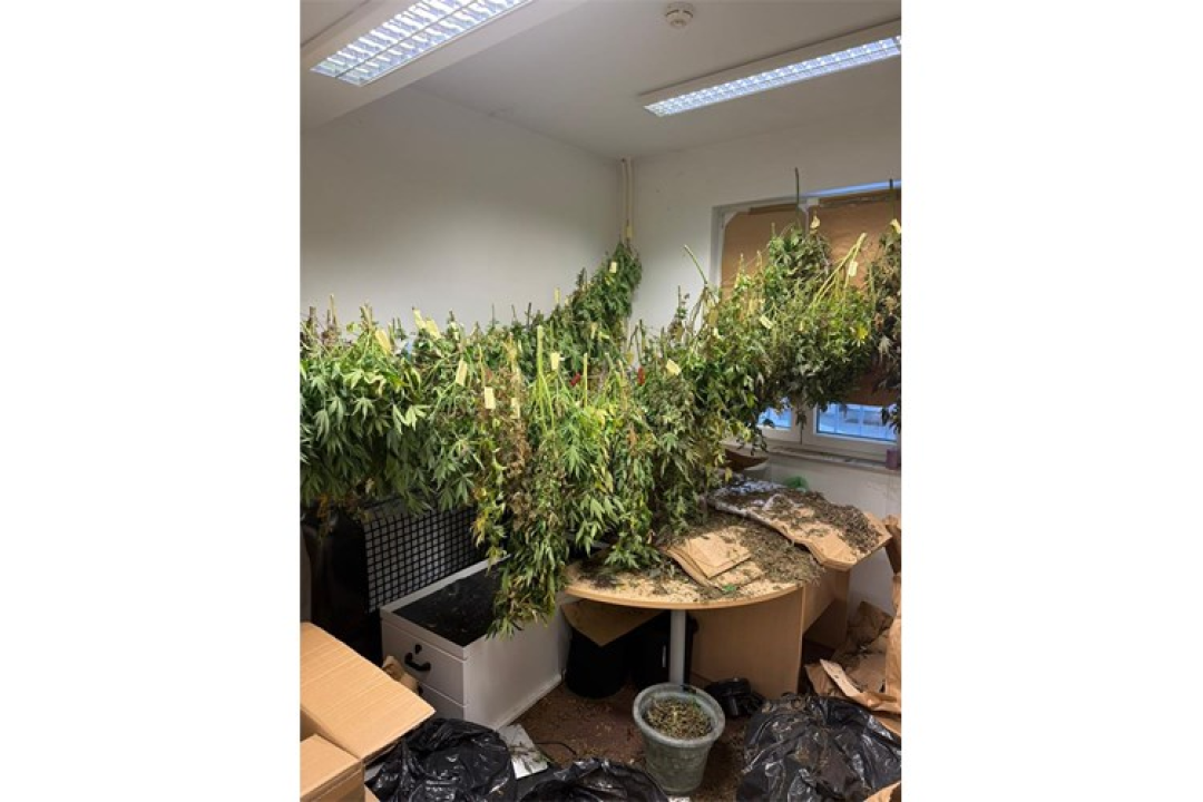 Policija u Rogoznici pretresla stan 45-godišnjaka: Uzgojio 163 stabljike indijske konoplje