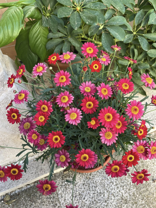 Predivni prizori s 'dragulja s Krke': Visovac je sklad života i mira