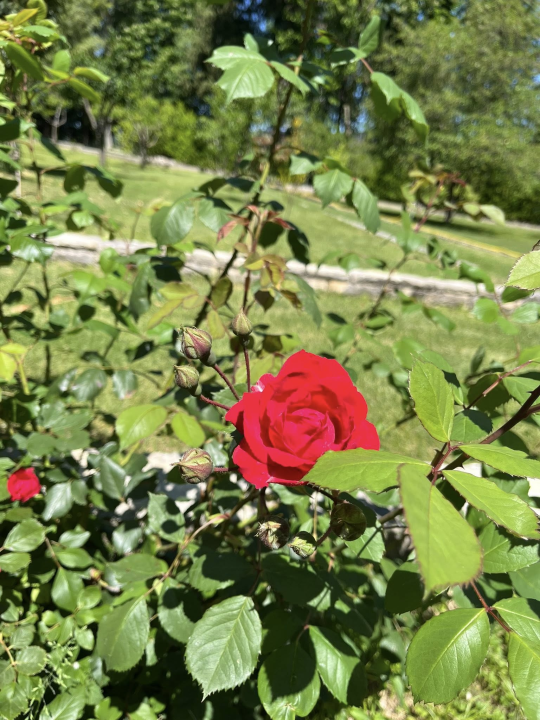 Predivni prizori s 'dragulja s Krke': Visovac je sklad života i mira