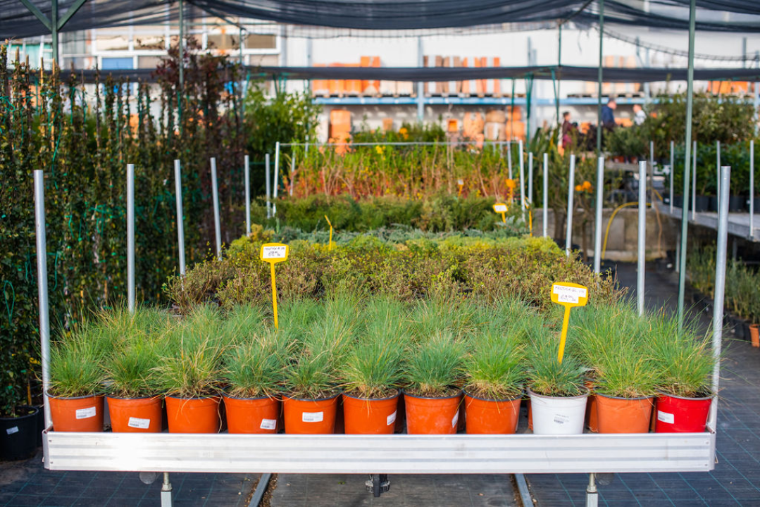 Izaberite nešto baš za sebe iz šarenila cvatnica u Vrtnom centru Dubrava!  