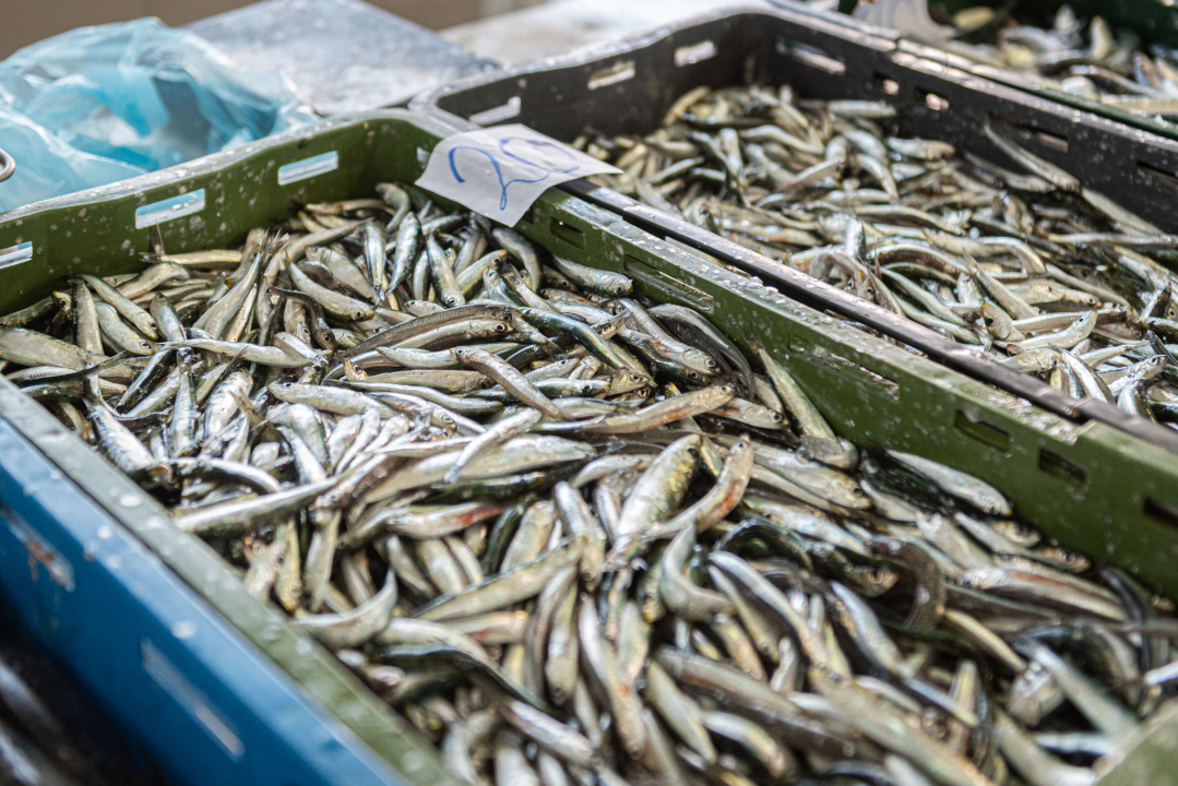Na pijaci smo pronašli prve žižule, a na peškariji solidnu ponudu ribe: 'Što turisti znaju što je divlji, a što uzgojen brancin' 