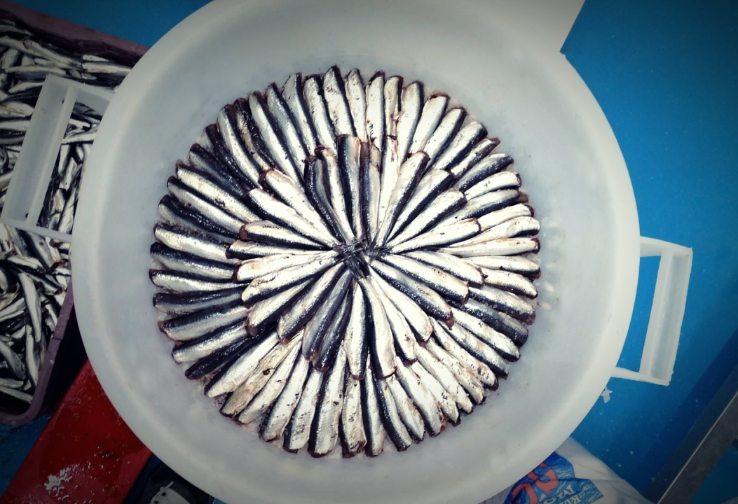 RZ Adria provodi hvalevrijedan projekt  'Zna tribunjska tradicija da je riba delicija' 