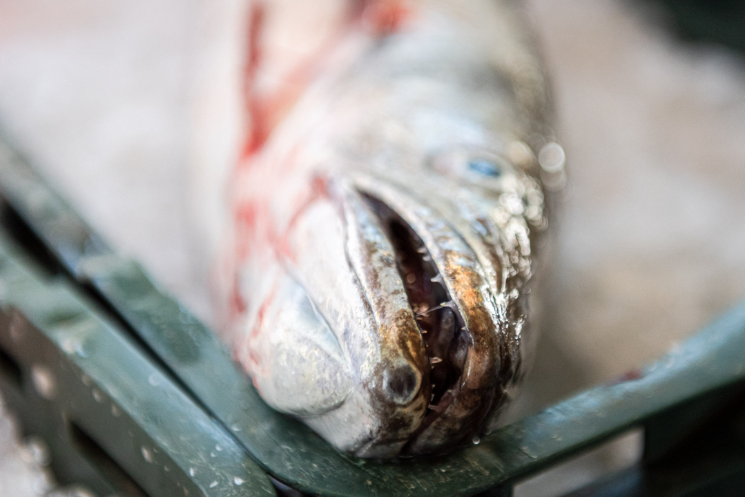 Od ogromnih kokota i mola sa šibenske peškarije dalo bi se skuhati juhu za omanji bataljun  