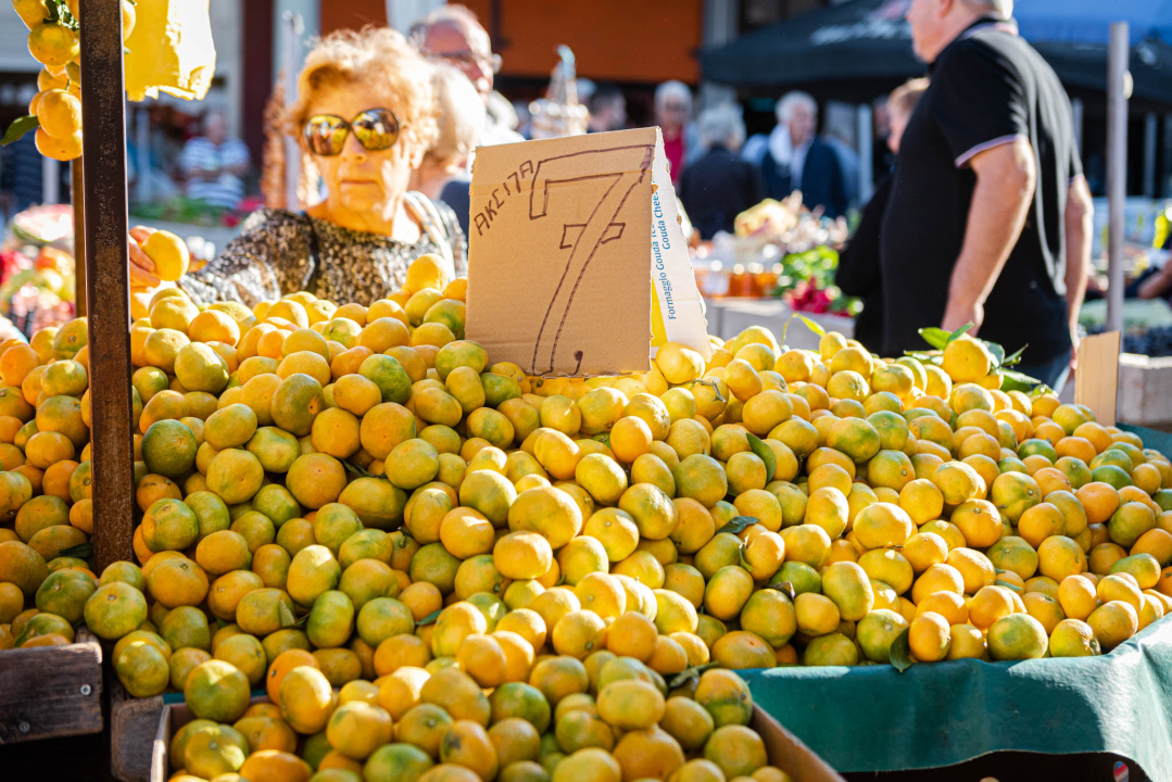 Od ogromnih kokota i mola sa šibenske peškarije dalo bi se skuhati juhu za omanji bataljun  