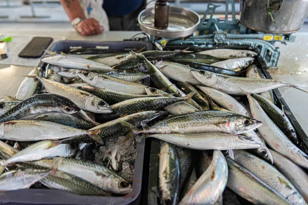 Od ogromnih kokota i mola sa šibenske peškarije dalo bi se skuhati juhu za omanji bataljun  