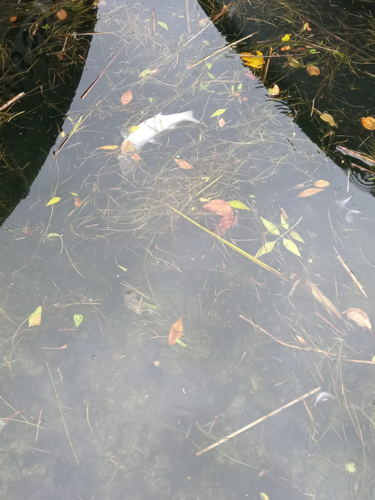 Udruga Titius Lozovac upozorava na povećan pomor ribe u Krki: 'Sve se preklapa s izvođenjem radova na plaži u Skradinu' 