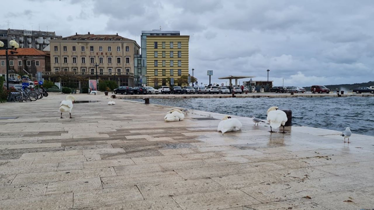 Jako jugo smeta svima: Labudovi se prebacili na rivu, nema odmora na uzburkanom moru 