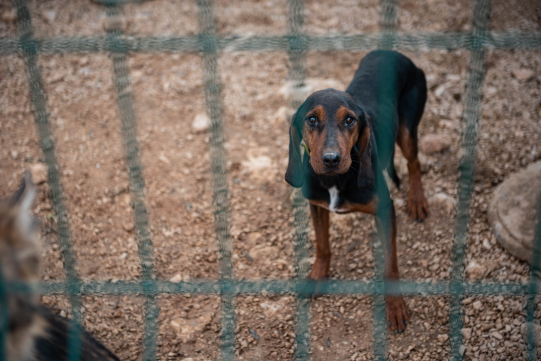 Reportaža iz As-Eka:  Malik, Mrva, Lisac, Stela... i oni bi s nekim ušli u Novu godinu!