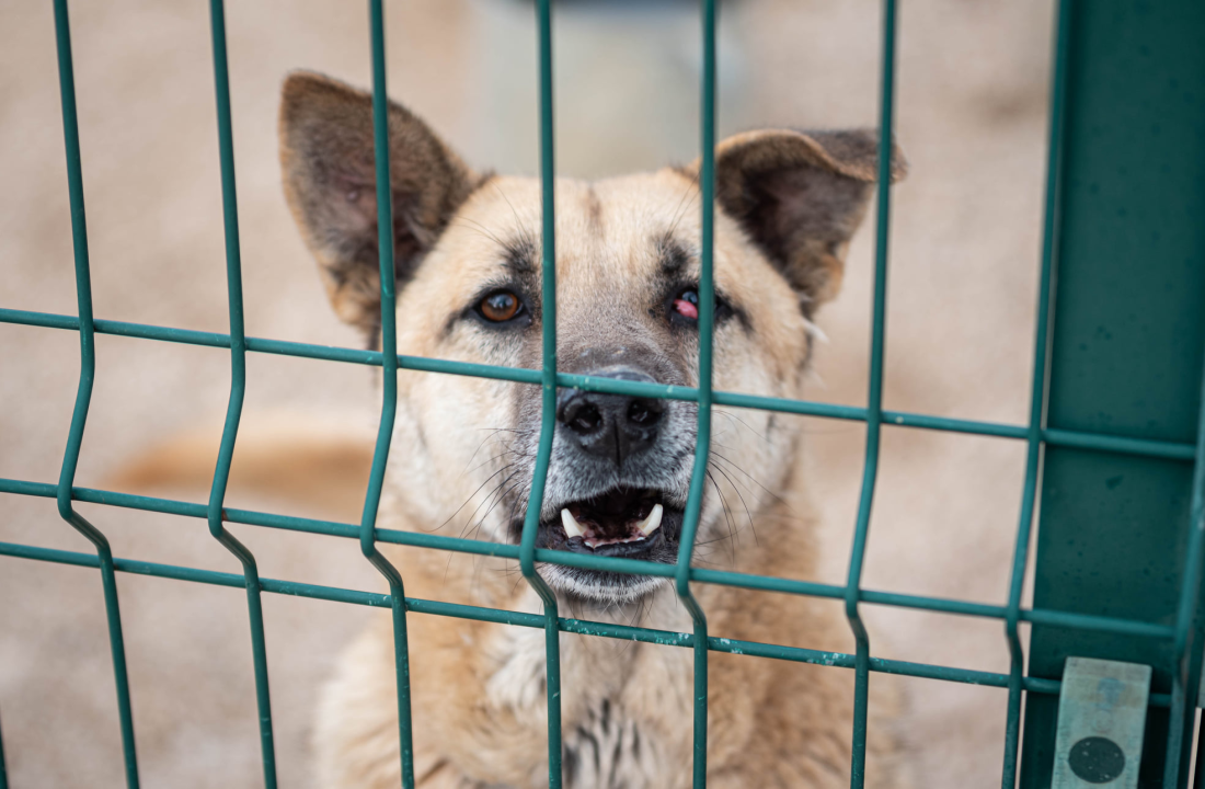 Reportaža iz As-Eka:  Malik, Mrva, Lisac, Stela... i oni bi s nekim ušli u Novu godinu!