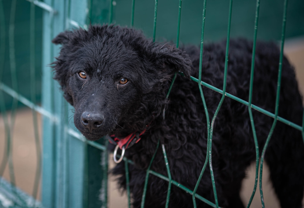 Reportaža iz As-Eka:  Malik, Mrva, Lisac, Stela... i oni bi s nekim ušli u Novu godinu!