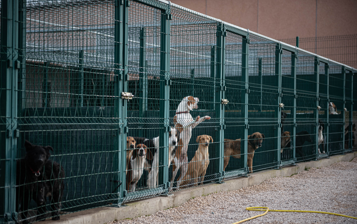Reportaža iz As-Eka:  Malik, Mrva, Lisac, Stela... i oni bi s nekim ušli u Novu godinu!