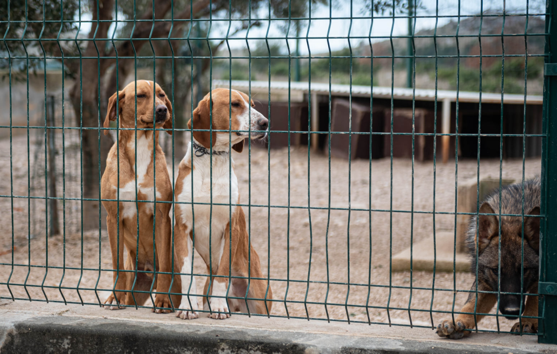 Reportaža iz As-Eka:  Malik, Mrva, Lisac, Stela... i oni bi s nekim ušli u Novu godinu!