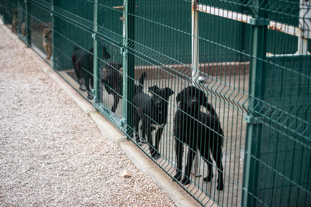 Reportaža iz As-Eka:  Malik, Mrva, Lisac, Stela... i oni bi s nekim ušli u Novu godinu!