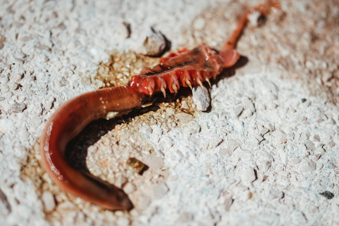 Pitali smo znanstvenike što bi moglo biti ‘čudovište’ iz Zatona: Polycheta, Arenicola marina, Terebellidae?