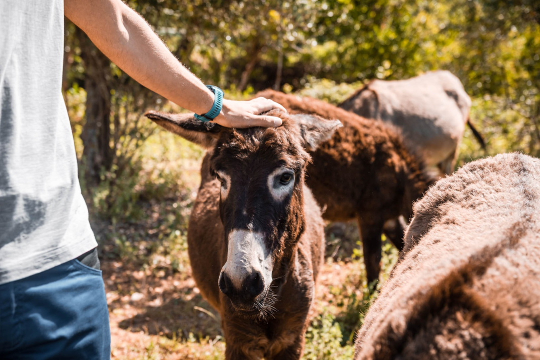 Ante Dujić prvog magarca kupio je kao ljubimca, a danas u Ićevu ima farmu i uhodan posao 