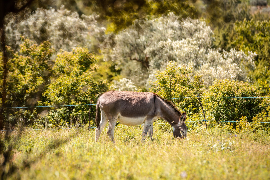 Ante Dujić prvog magarca kupio je kao ljubimca, a danas u Ićevu ima farmu i uhodan posao 