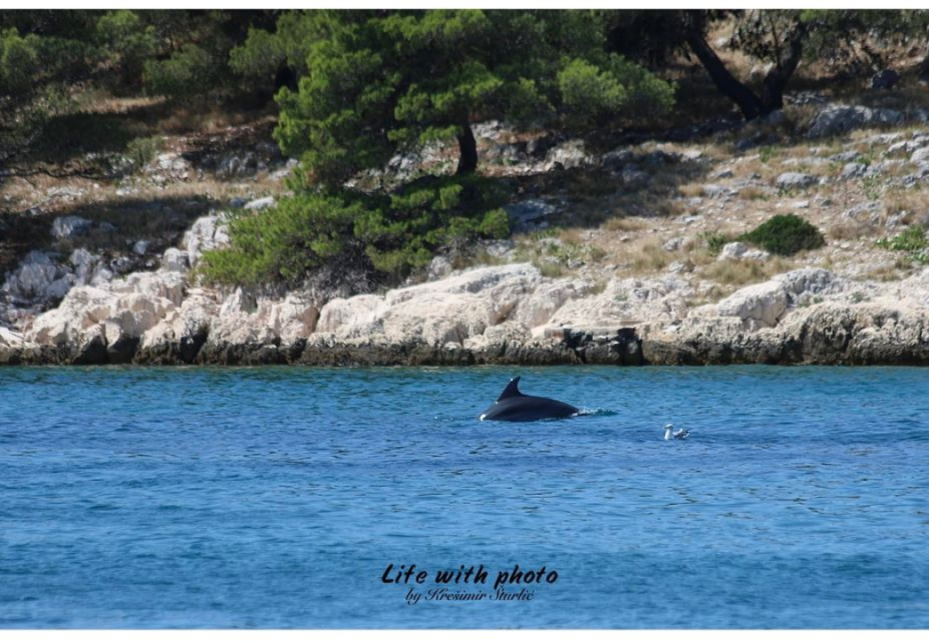 Dva razigrana dupina pojavila se ispred Tribunja