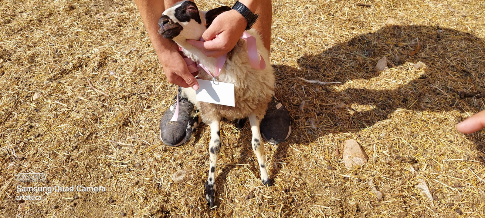 U Šibeniku spašen jedan janjeći život: 'To je poklon za bivšu janjocidnu osobu koja je danas janjofil'