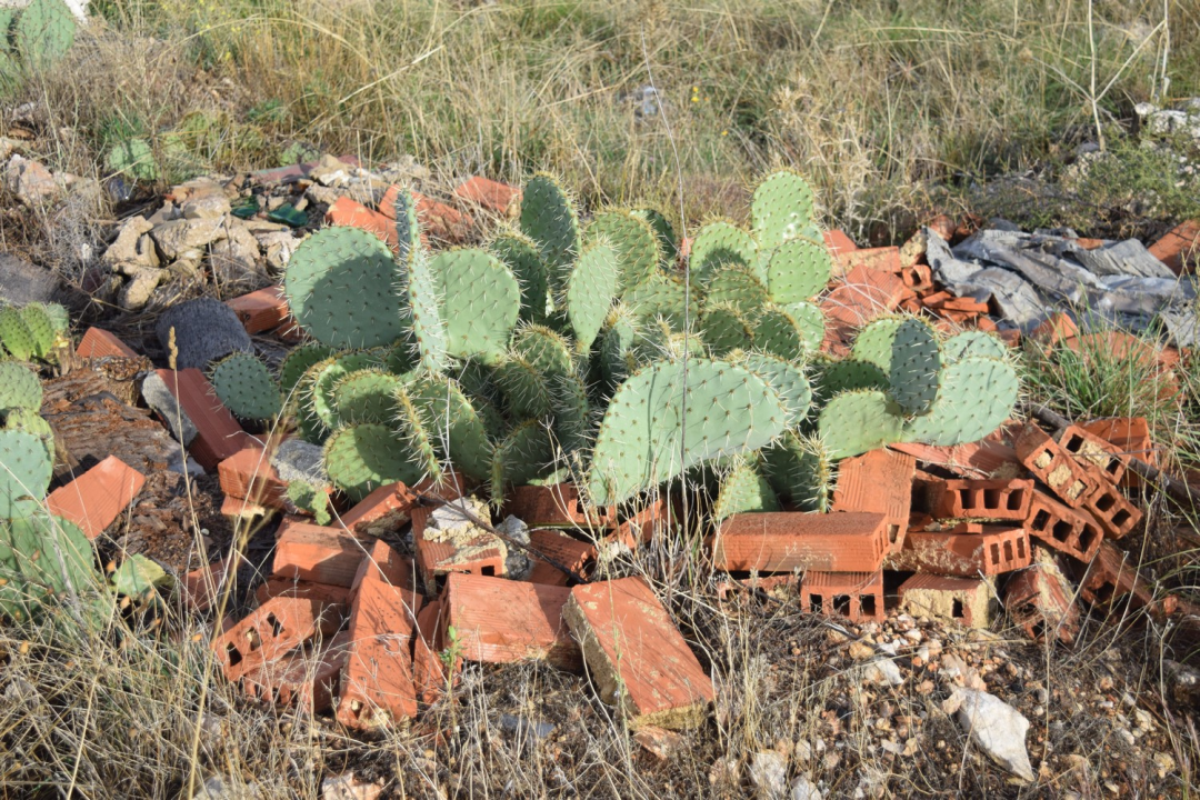 NP Krka i ove godine dio svjetskog projekta Zelena čistka: Prikupili četiri kamiona otpada