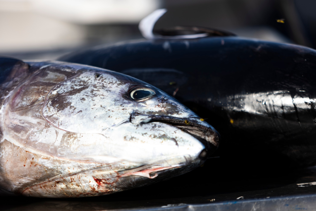 Posjetite besplatnu radionicu o zaštiti ribe i očuvanju ribljeg fonda u Jezerima!