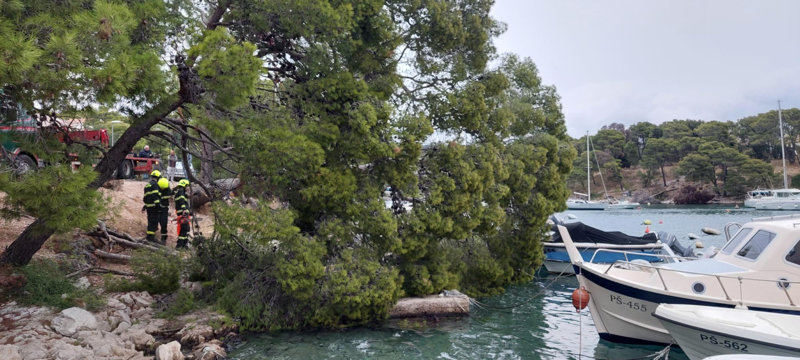 Sve je prošlo lišo: Srušio se stari bor na Poratu u Primoštenu
