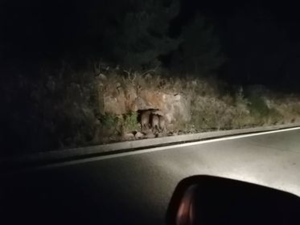 Nekoliko mladih veprova šeće kraj ceste između Bilica i Tromilje