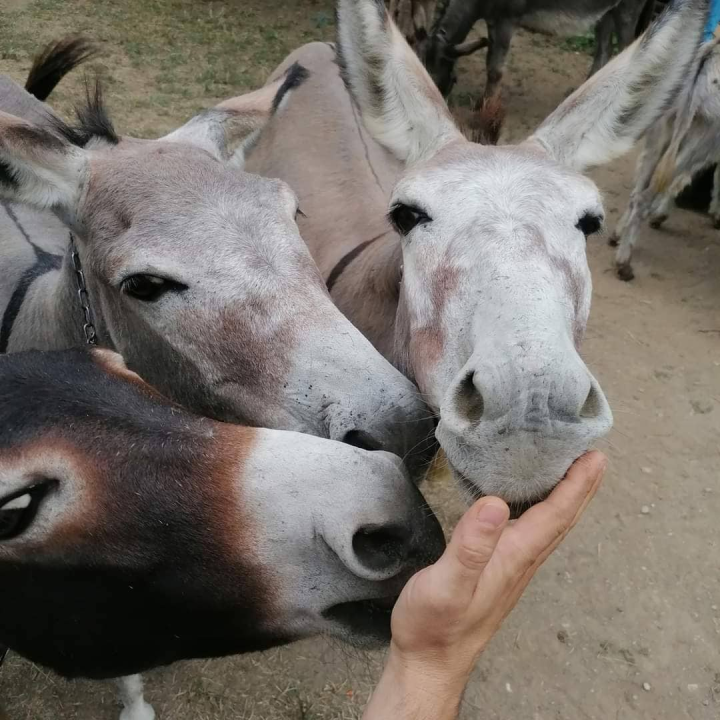 Paško je ljubav prema magarcima pretvorio u obiteljski posao: 'Kćer će mi biti dostojna zamjena na utrkama'