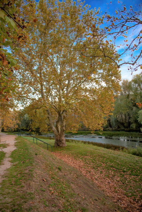  Čuvene kninske platane stare su 150 godina: Zasadila ih Engleskinja