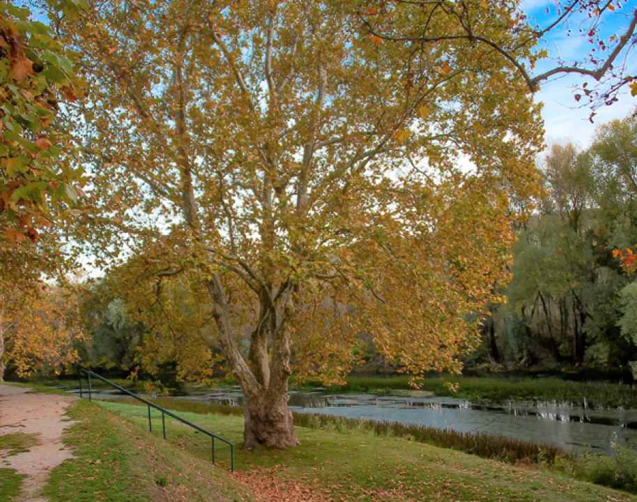  Čuvene kninske platane stare su 150 godina: Zasadila ih Engleskinja