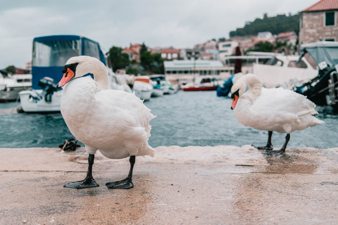 Patak Mile je dolački mezimac, labudovi nisu dobrodošli: ‘Posla bi ih kod britanske kraljice’