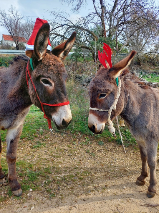 Božićni duh u skradinskom zaleđu: Magarice s kapicama prave pozerice