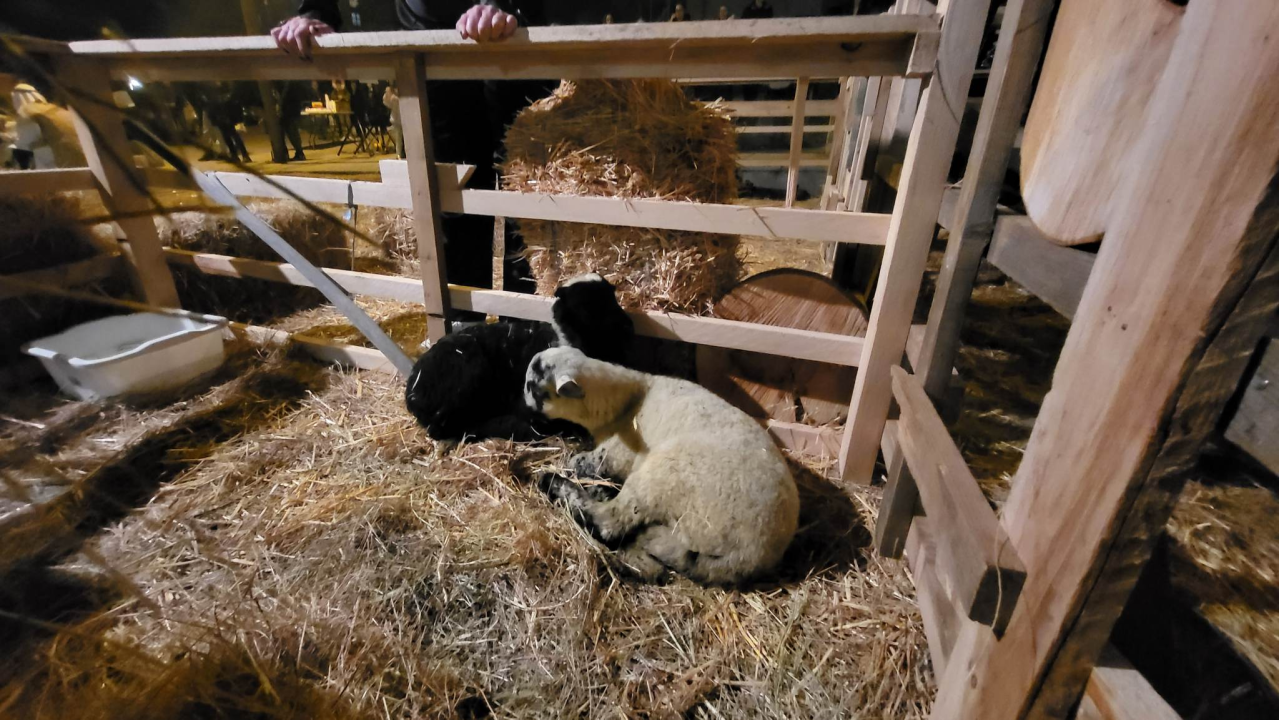 Župljani Vidika uprizorili žive jaslice i oduševili sugrađane