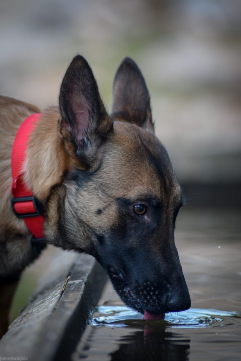 Psi su jako važni u potražnim akcijama, a ovako izgleda trening mladih pasa i štenaca