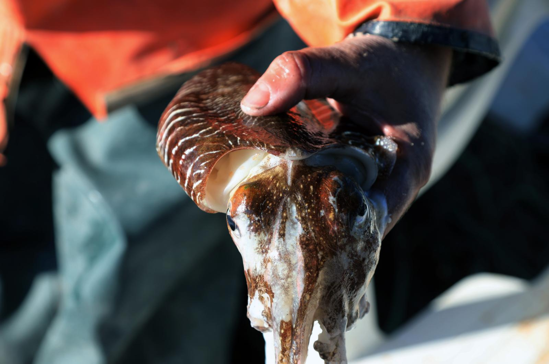 Ribarska crtica iz Zablaća: ‘To je otrovno isto k'o pauk, gleda san na televiziji’