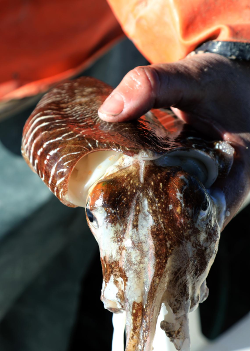 Ribarska crtica iz Zablaća: ‘To je otrovno isto k'o pauk, gleda san na televiziji’