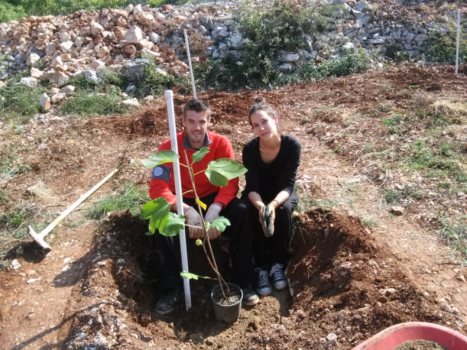Ivan Rak zajedno s obitelji bavi se uzgojem smokava: 'Nije lako biti poljoprivrednik, ali ne damo se'