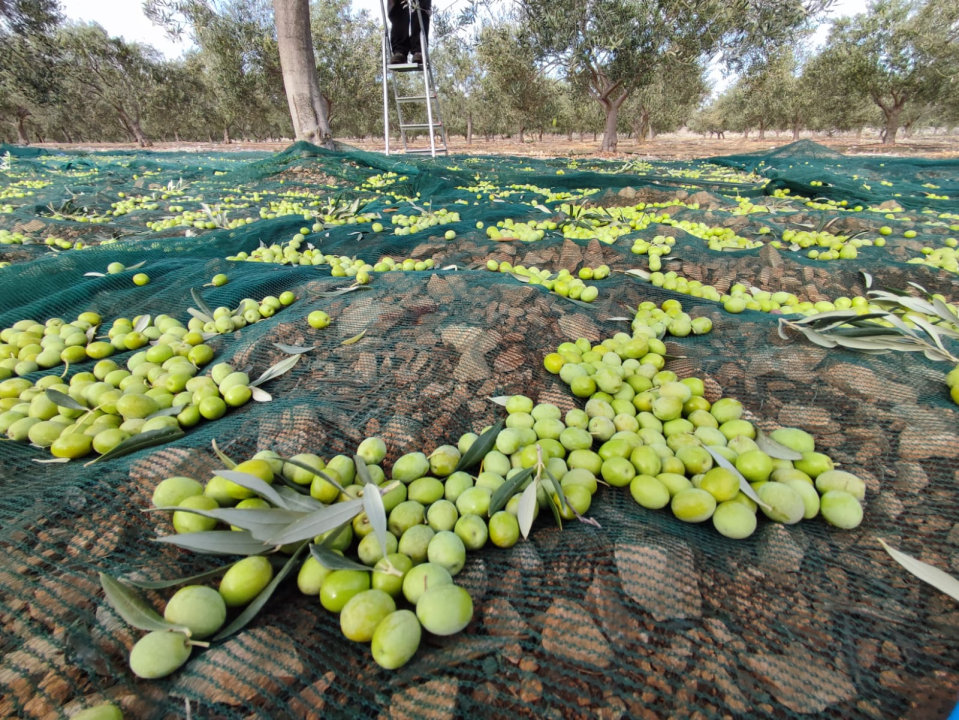 OPG Ivić od hobija postao obiteljski posao prepoznat u svijetu: 'Mnogo je truda i odricanja, ali priznanja daju vjetar u leđa'