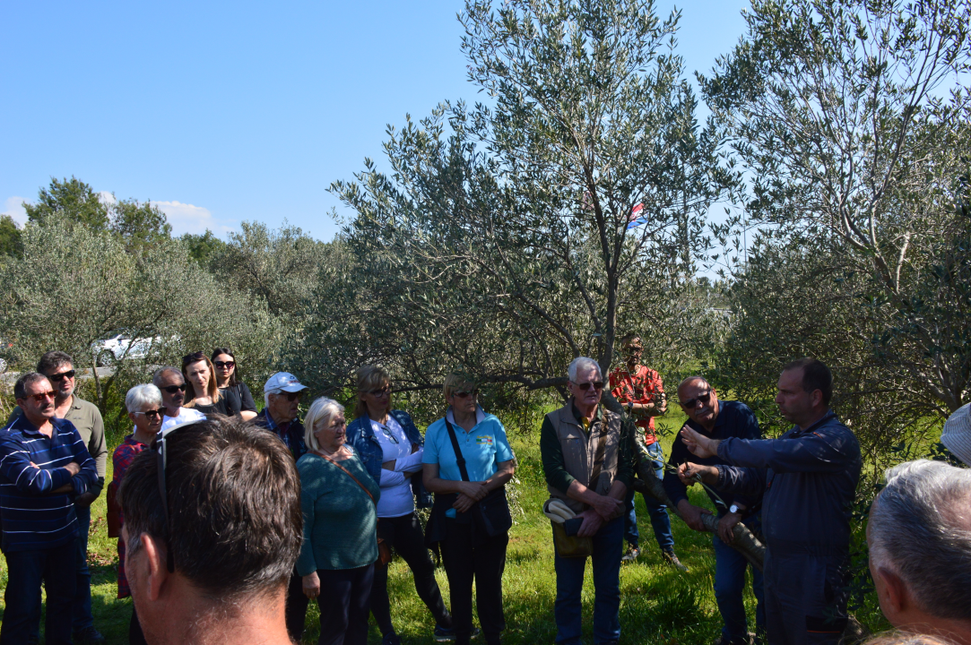 U Vodicama održana radionica ‘Mala škola maslinarstva – Cijepljenje masline i proljetna zaštita od štetnika’ 