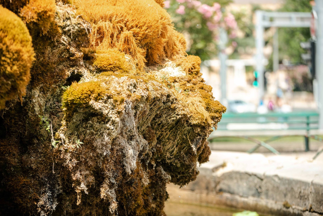 Fontana ispred Gospe van grada malo je požutila: Za par dana opet će zazeleniti, obećali su iz Zelenog grada 