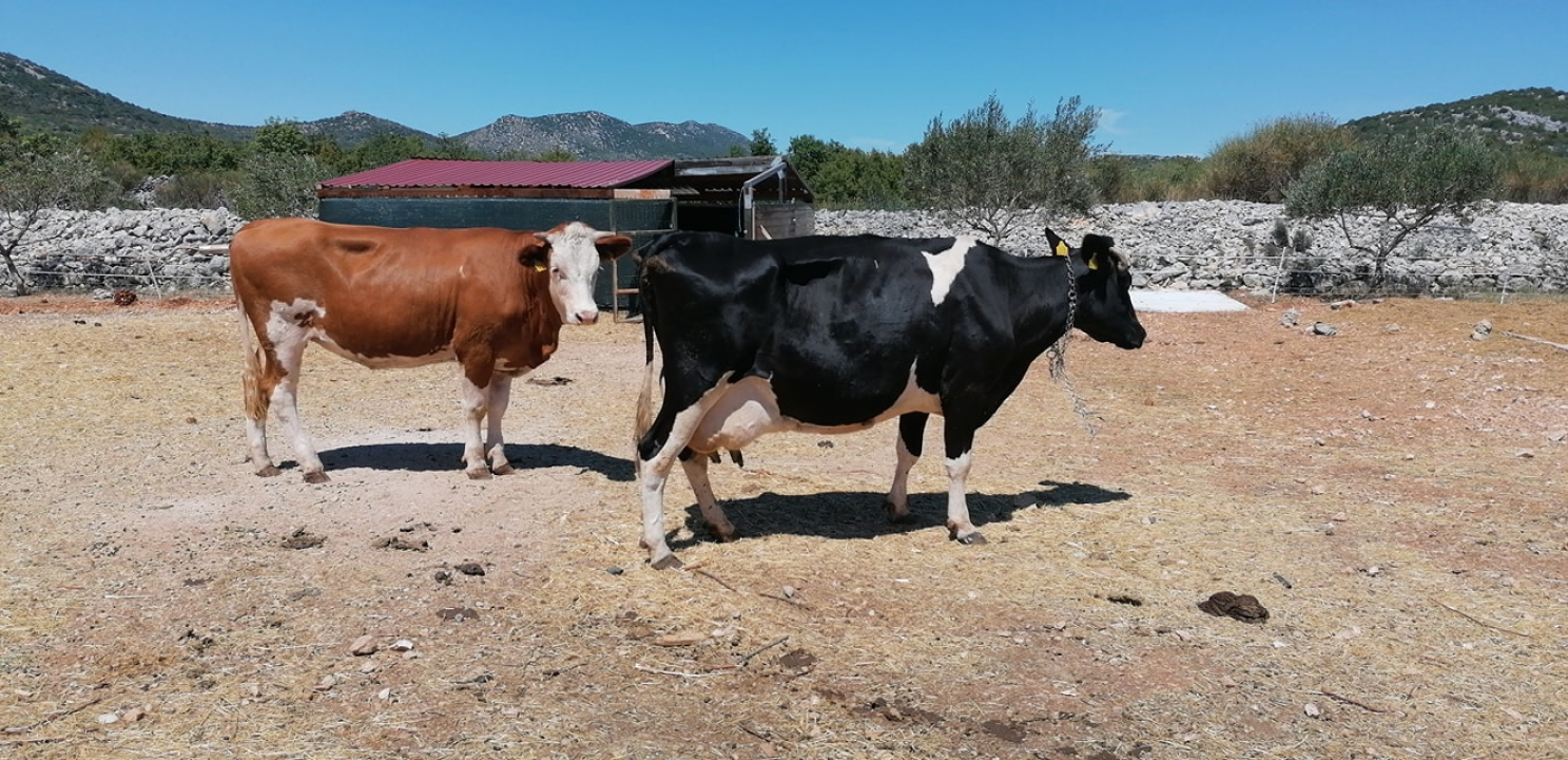 Ivana se bojala buba, a danas u zaleđu Vodica ima ranč koji je u utrci za najbolji u Hrvatskoj