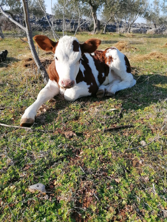 Ivana se bojala buba, a danas u zaleđu Vodica ima ranč koji je u utrci za najbolji u Hrvatskoj
