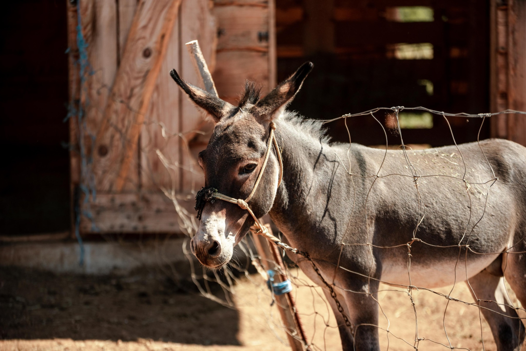 Za magarce na farmi 'Ćušin raj' brine se cilo misto: 'Mještani donose hranu, a djeca zaborave na mobitele'