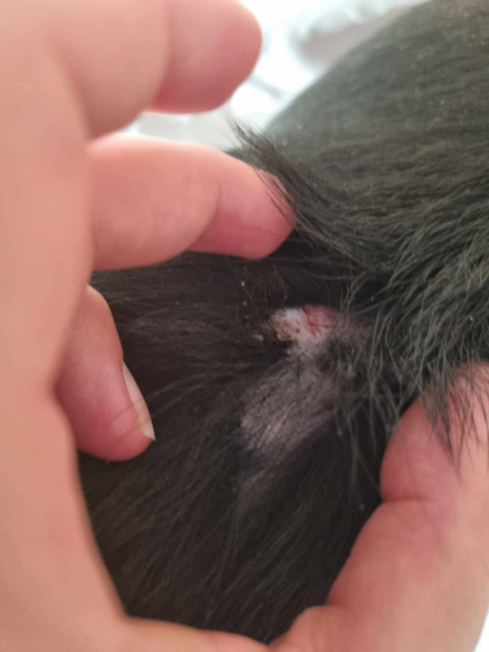 Lutajući kangali napali psa u Njivicama dok ga je stariji muškarac šetao na povodcu: 'Zagrizao ga je za kičmu'