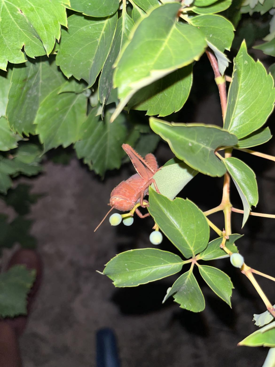 U Dubravi kraj Šibenika snimljen rozi skakavac: 'Riječ je o ne tako rijetkoj genetskoj mutaciji' 