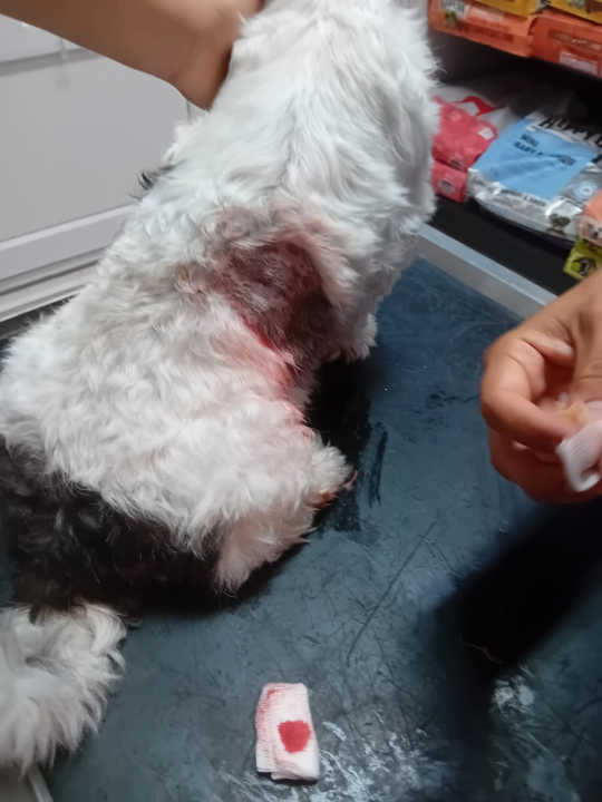 Mlada Osječanka u Vodicama doživjela napad na svog psa