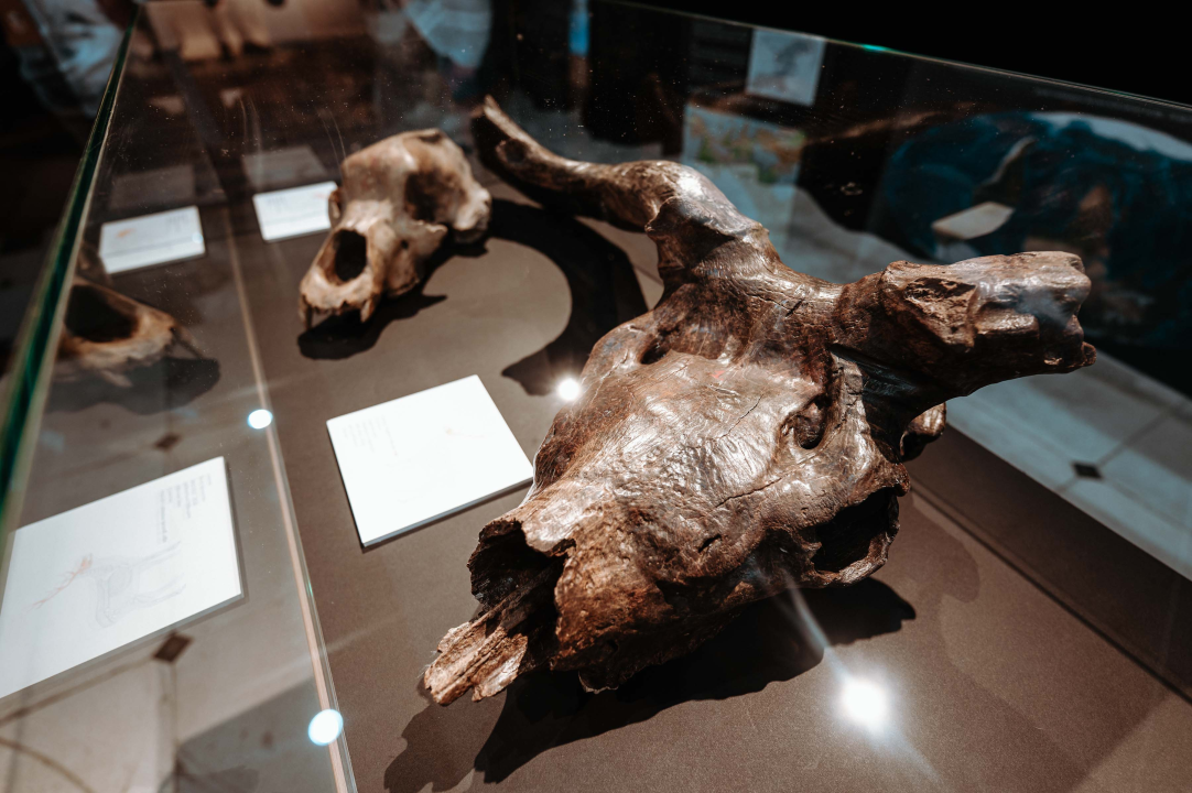 U Muzej ‘stigao’ stepski mamut iz Slavonskog Broda: ‘I Drniš svog mamuta ima'