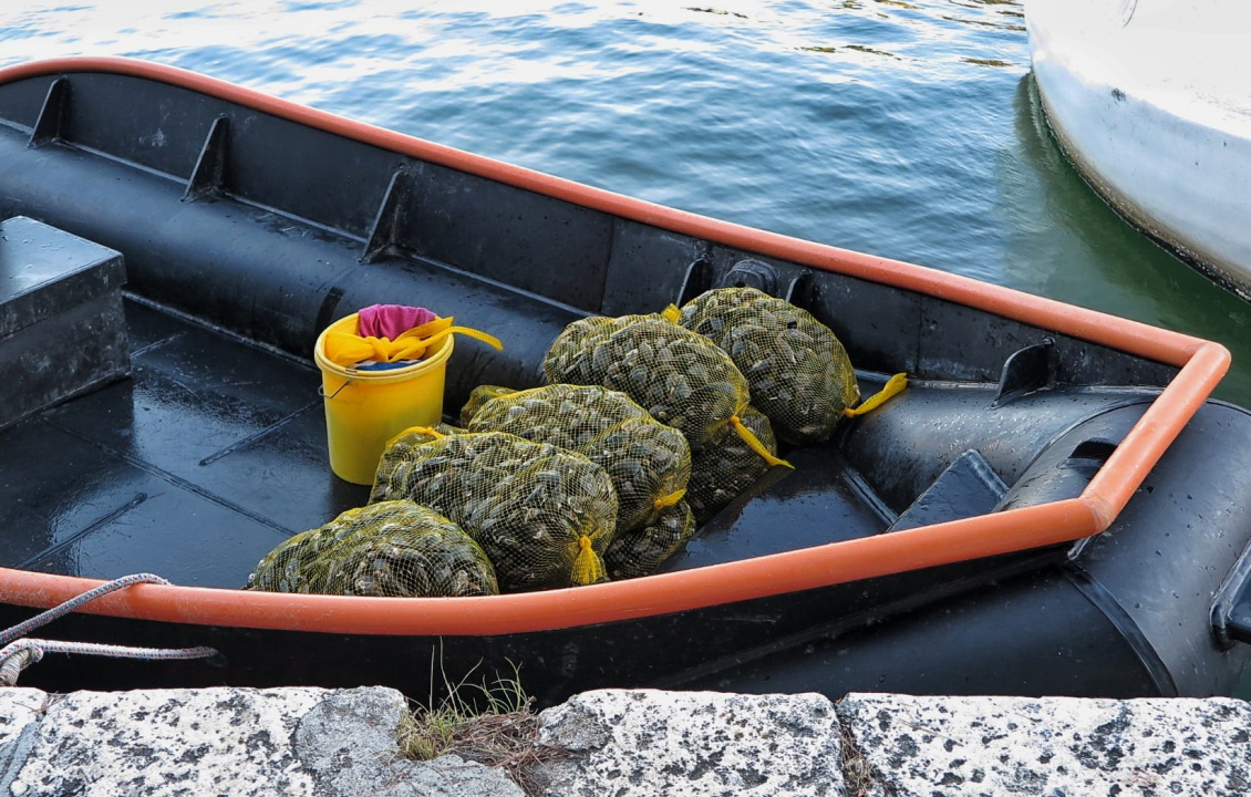Pogledajte kako je bilo na tradicionalnoj Zatonskoj pidočijadi