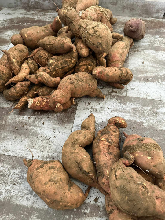  Obitelj Beader na Petrovom polju uzgojila batat težak 4,2 kilograma: 'Ovaj kraj ima toliko neiskorištenog potencijala'