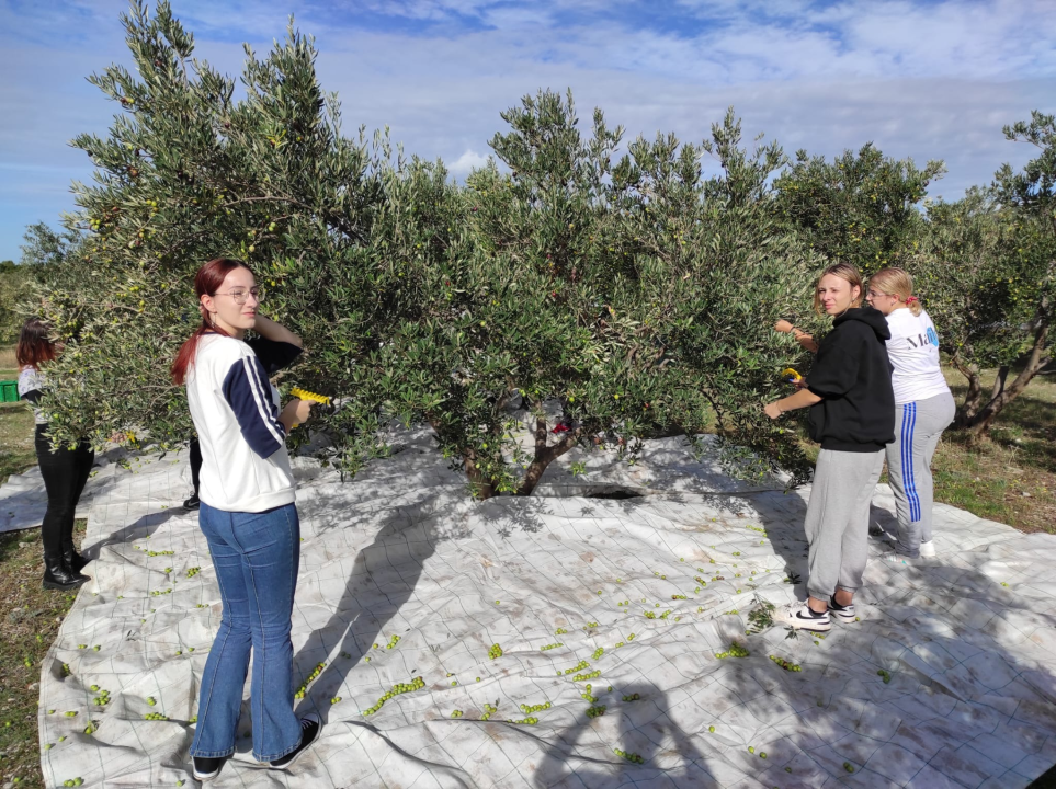 Učenici šibenske Strukovne škole beru masline u školskom masliniku: 'Imamo dobar urod'
