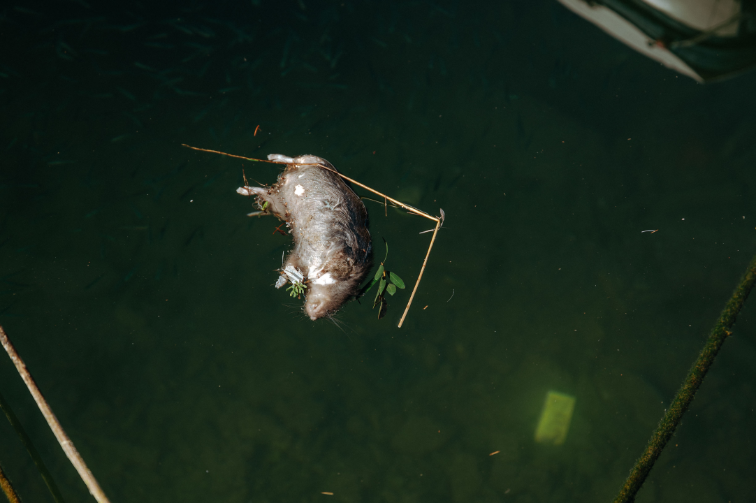 Dolac i Banj nakon juga izgledaju kao albanske plaže kojima smo se ljetos rugali!